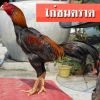 ไก่ตราดเป็นไก่เชิงที่ดังมากในระดับหนึ่ง