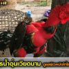 เทคนิคการดูแลผิวหนังไก่ไซง่อนสไตล์คนเวียดนาม