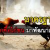 เทคนิคการเลือกซื้อ “ไก่ชน” มาพัฒนาสายพันธุ์