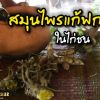 สมุนไพรแก้อาการฟกช้ำในไก่ชน