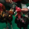 ความคลาสสิกของสนามกีฬาไก่ชนเทิดไท