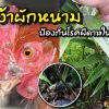 การป้องกันโรคฝีดาษในไก่ชน