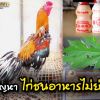 แก้ปัญหาไก่ชนอาหารไม่ย่อย
