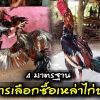 4 มาตรฐานการเลือกซื้อเหล่าไก่ชน