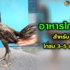 สูตรอาหารลูกไก่ชน ช่วงอายุ 3-5 เดือน