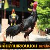 เมื่อไก่ชนเงินล้านแขวนนวม อย่าปล่อยทิ้งไป!