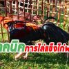  สูตรการเลี้ยงไก่ชนเทคนิคการไล่แข็งไก่พม่าต้องเลี้ยง ทำอย่างไรถึงจะไม่ให้เสียไก่