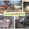 การผสมพันธุ์ไก่ชนให้ได้ผล