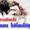 ไก่ที่ชนได้ทุกเชิง