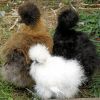 ไก่ญี่ปุ่น (Silky Bantam)