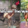 ที่ไปที่มาของ”ไก่พม่าแม่สะเรียง”