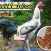 เทคนิคการคัดไก่พม่ารำวงเก่งๆด้วยการดูนิ้วไก่  