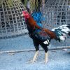นิยามของไก่ชนไทย