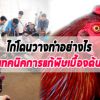  วิธีล้างพิ ษไก่ที่โดนวางยาเบื้องต้น