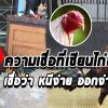 8 ลักษณะไก่ชนที่แพ้หรือออกไก่ง่าย