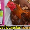 สูตรน้ำมันสมุนไพรใช้นวดไก่ชน