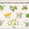 ทำอาหารไก่สูตรธรรมชาติโดยใช้วัตถุดิบจากครัวเรือน และท้องถิ่น