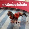 การฝึกซ้อมไก่ให้ฟิต