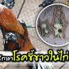 การรักษาโรคขี้ขาวในไก่ชน