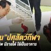  ไก่ชนปศุสัตว์แห่งเกมกีฬาไทย สร้างอาชีพ มีรายได้