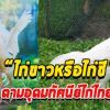 ประวัติความเป็นมาไก่ขาวชี