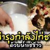 บำรุงกำลังไก่ชน ด้วยน้ำแช่ข้าว