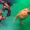 ไก่ชนที่เป็นสุดยอดของไก่ คือตีเก่ง น๊อคคู่ต่อสู้ไว