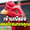 มณีแดง 22 ล้าน เพิ่มมูลค่า100 ล้าน สุดยอดไก่เชิงทรงคุณค่า