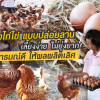 เลี้ยงไก่ไข่ แบบปล่อยลาน เลี้ยงง่าย ไม่ยุ่งยาก ไก่อารมณ์ดี ให้ผลผลิตเลิศ