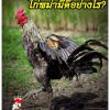 ไก่พม่านั้นมีดีอย่างไรชั้นเชิงไก่พม่าที่เด่นๆ และที่เซียนไก่ชอบมีดังนี้