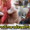 การรักษาปรวดไก่ชน