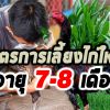 สูตรการเลี้ยงไก่ใหม่ 7-8 เดือน