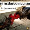 เทคนิคการฟิตซ้อมไก่ออกชน สูตร 9 วัน (แบบเร่งด่วน)