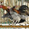 แนวทางการเลือกเหล่าไก่พ่อแม่พันธุ์หลัก