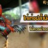 ไก่เก่งปล้ำน็อคไว ไม่ควรนำออกชน !
