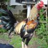 วิธีการเลี้ยงไก่สำหรับชน