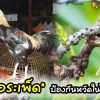 “บอระเพ็ด” ป้องกันหวัดในไก่ชน