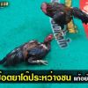 วิธีแก้ปัญหาเรื่องไก่ช๊อตยาโด๊ประหว่างชน 