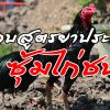 ยาสามัญประจำซุ้มไก่ชน