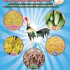 อาหารไก่พื้นบ้านอาหารไก่พื้นบ้าน