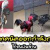 3 เทคนิคออกกำลังกายไก่ชนเงินล้าน