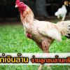 พ่อพันธุ์ไก่ชนเงินล้าน จ่ายลูกชนล้านหรือไม่?
