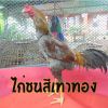 ไก่ชนสีเทาทอง