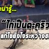  ความรู้เกี่ยวกับไก่ชนไก่เป็นตะคริว แก้ไขอย่างไร
