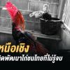 7 เชิงเหนือเชิง ของไก่ชน