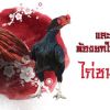 ระบบปอดและการหายใจต้องยกให้สายพันธ์ไก่ชนญี่ปุ่น