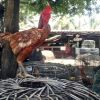 ท้องอืด อาหารไม่ย่อยไก่ชน