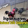 ไก่ถ่ายแซมคืออะไร
