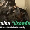 ไก่ชนเป็นสินค้ามีชีวิต จัดส่งไก่ชนแบบไหนถึงปลอดภัยกว่า