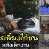 การเลี้ยงไก่ชนหลังเลิกงาน